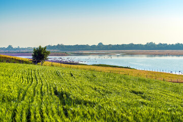 Wall Mural - Farming of wheat on river Narmada at Bandrabhan, Madhya Pradesh, India.