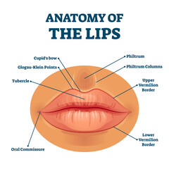 Canvas Print - Anatomy of lips with detailed labeled parts description vector illustration