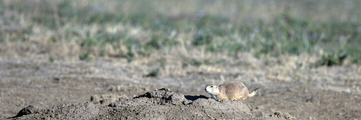 Wall Mural - Panorama of a Black-tailed Prairie Dog above his burrow in New Mexico