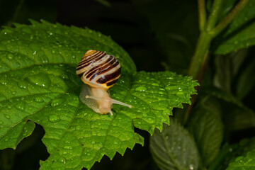 Wall Mural - The white-lipped snail or garden banded snail, scientific name Cepaea hortensis, is a medium-sized species of air-breathing land snail, a terrestrial pulmonate gastropod mollusc in the family Helicida