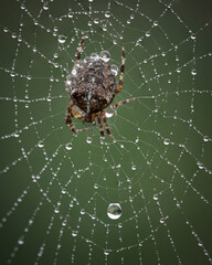 spider on the web