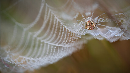 spider on web