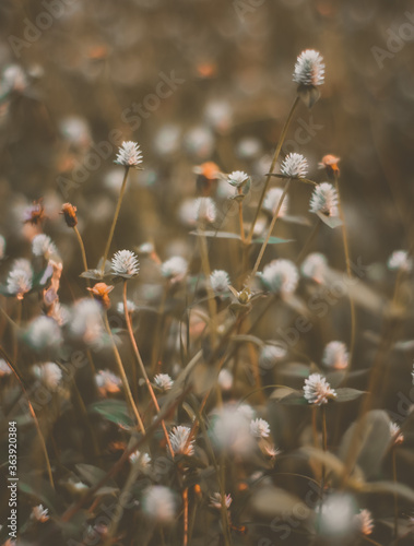 Close-up Of Flowering Plant On Field © dicky fathurrahman/EyeEm