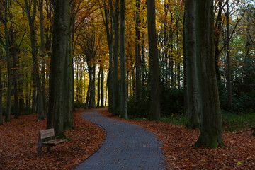 Wall Mural - A summer evening in the forest during fall. The path leads in a curvy way through the trees, who are losing their leaves. The warm glow lights up the foilage and the orange, dead leaves on the ground.