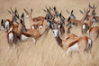 Springbok antelope (Antidorcas marsupialis) in Etosha National Park in Namibia, Africa.
