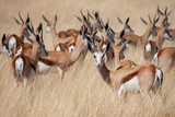 Springbok antelope (Antidorcas marsupialis) in Etosha National Park in Namibia, Africa.