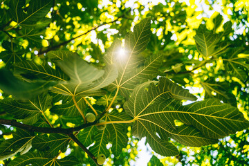 leaves and green fig tree fruits, green natural abstract background and texture