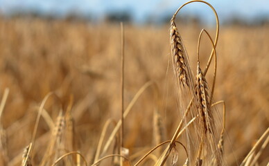 golden wheat field in summer