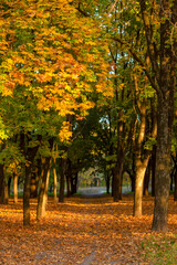 Wall Mural - Beautiful autumn park. Picturesque nature, golden trees in the rays of the sun.