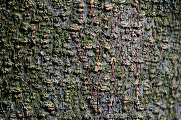 Poster - texture of the stone