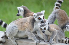 Close-up Of Ring-tailed Lemurs