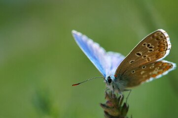 Poster - A small butterfly in wildflowers. Animals in the wild.