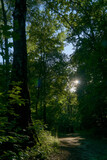 Fototapeta  - Path through a forest lit by sunbeams