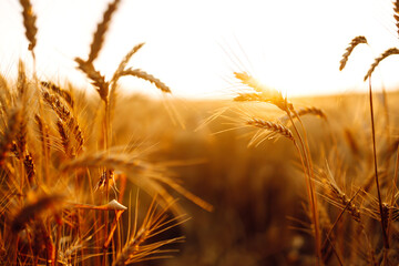 Wheat field. Ears of golden wheat close up. Rich harvest сoncept.