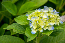 Close-up Of A Mophead Hydrangea Blossom In Soft Blue And White In The Garden With Background Of Vibrant Green Foliage.