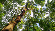 © serjblack - Fraxinus excelsior. Bottom view of two tall beautiful ash trees