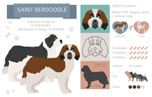 Designer Dogs, Crossbreed, Hybrid Mix Pooches Collection Isolated On White. Saint Berdoodle Flat Style Clipart Infographic