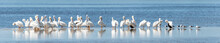 High Resolution Panoramic Photo Of A Flock Of American White Pelicans Along With Several Seagulls And A Pair Of Cormorants Standing On A Submerged Sandbar Near Sanibel  Island, Florida