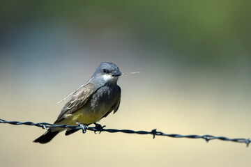 Canvas Print - A Cassin’s Kingbird on a barbed-wire fence in New Mexico’s high desert in spring