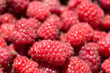 Macro photo of fresh raspberries. Background patern of sweet red raspberries.