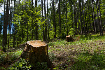 Big and healthy trees cut from the root. Logs carved and cut from the green forest. Forest cut down. Wood industry are destroying the forest. Ecological disaster. Deforestation