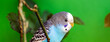 budgerigar or common parakeet, Ave-Undulata, or 