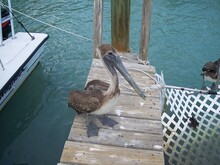 Pelican On Dock In Florida 2006
