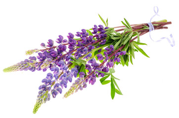 Wall Mural - purple lupine on white background isolated on white