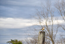 Mimus Saturninus Bird Perched On Wooden Fence At Dawn