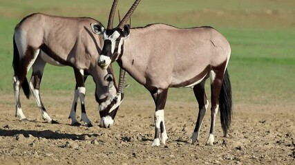 Wall Mural - Gemsbok antelopes (Oryx gazella) eating salty soil, Kalahari desert, South Africa