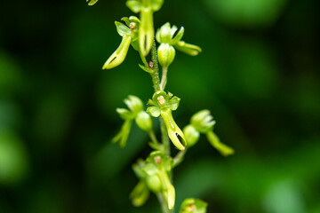 Wall Mural - Common Twayblade (Listera ovata) in natural habitat