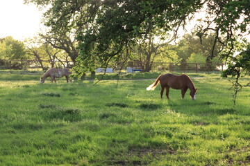 Wall Mural - Horse out grazing at sunset. Happy horses!