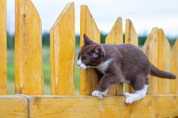 Wall Mural - Summer portrait of a cat walking along a wooden fence on a background of nature