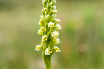 Wall Mural - Small White Orchid (Pseudorchis albida) in natural habitat