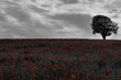 red poppy, field tree