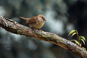 Wall Mural - The house sparrow (Passer domesticus) sitting on a branch overgrown with lichen. House sparrow with a green background of coniferous trees.