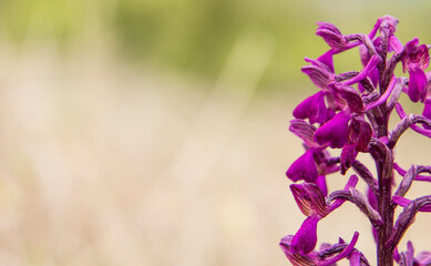 Green-veined Orchid (Orchis morio) in natural habitat