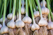 Collected Bunch Of Heads Of Garlic Is On A Heap