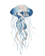 © EvgeniiasArt - Jellyfish watercolor illustration. Painted medusa isolated on white background, underwater wildlife.