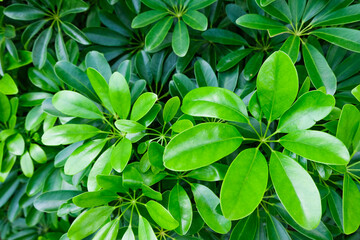 green leaves background