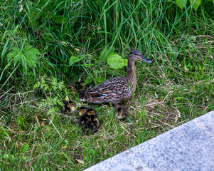 duck with little ducklings in the bushes in the park