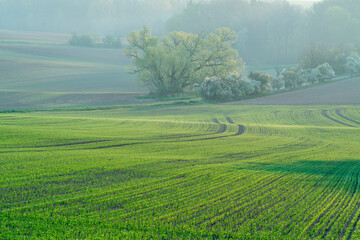 Canvas Print - Agricultural field with green shoots of plants