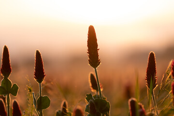 Wall Mural - abstract blurred nature background clover flower. abstract nature bokeh pattern