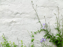 Blue Bells And Green Grass On Textured Whitewashed Wall Of A Building