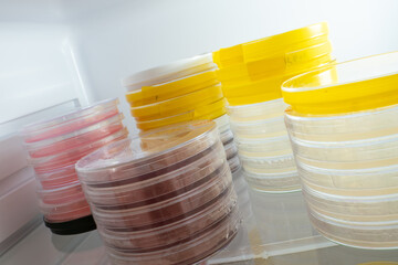 Poster - Petri dishes with samples of microorganisms in a laboratory refrigerator