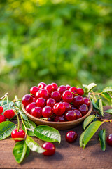 Wall Mural - Bowl of fresh ripe cherries