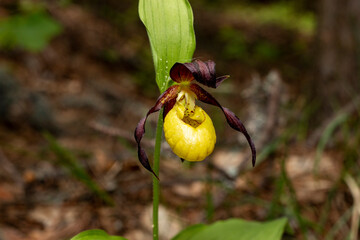 Wall Mural - Lady`s Slipper Orchid (Cypripedium calceolus)