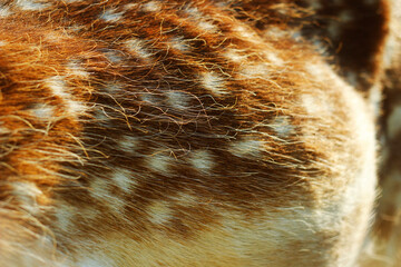 brown fur texture