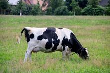 Black White Cow In A Green Field