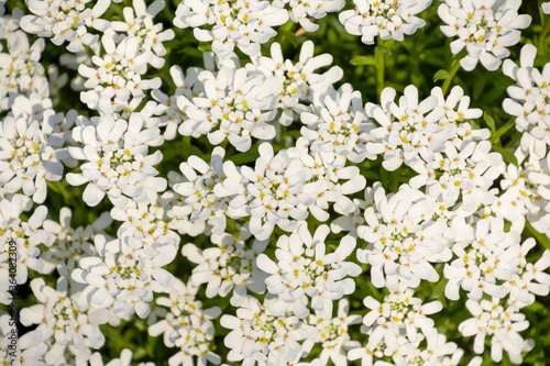 白い小さな楕円の4枚の花びらの花が密集した 一面真っ白な花壇 花畑 花柄 一色 Photo Stock Adobe Stock